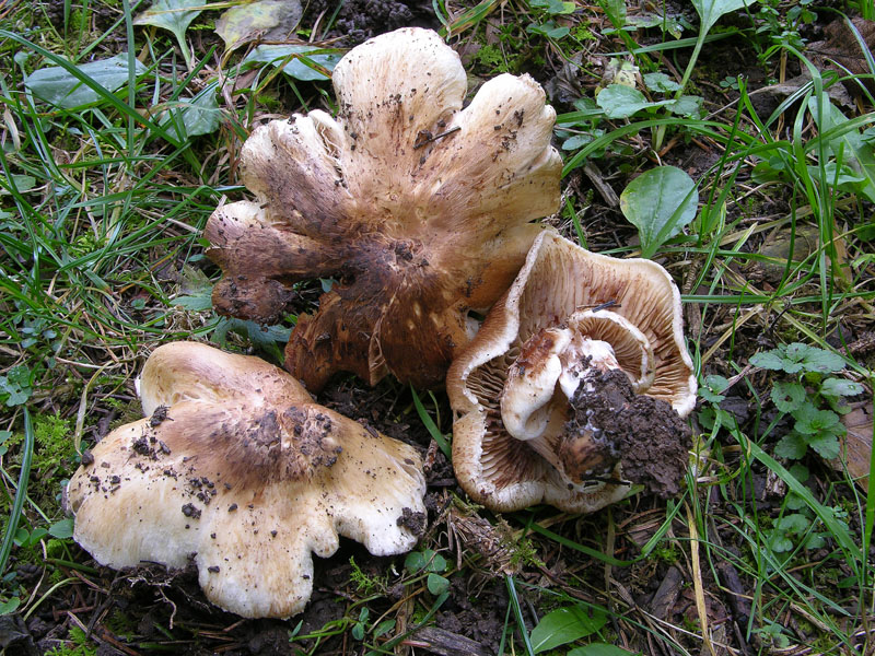 Inocybe sp. da determinare